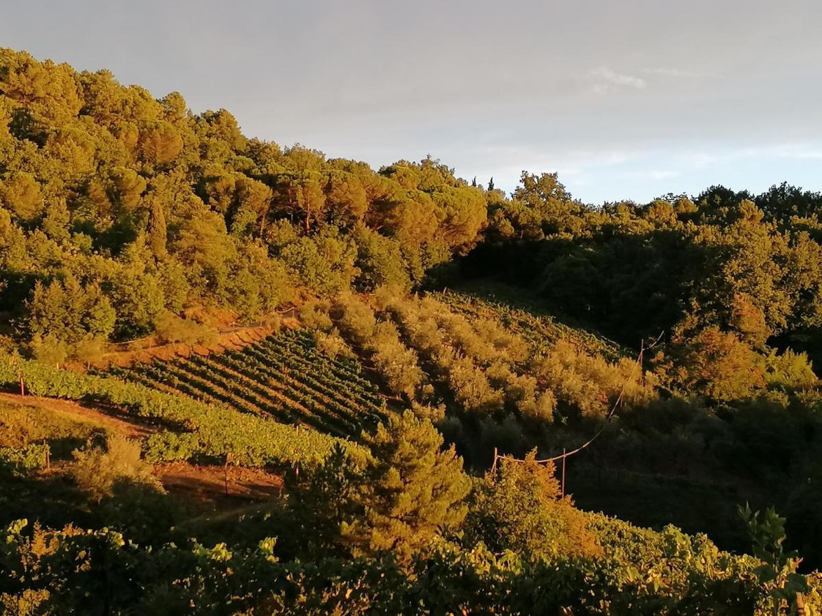 Agriturismo Poggio All'Olmo Villa Greve in Chianti Ngoại thất bức ảnh