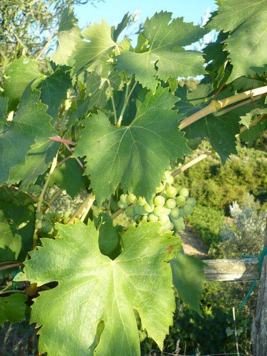 Agriturismo Poggio All'Olmo Villa Greve in Chianti Ngoại thất bức ảnh